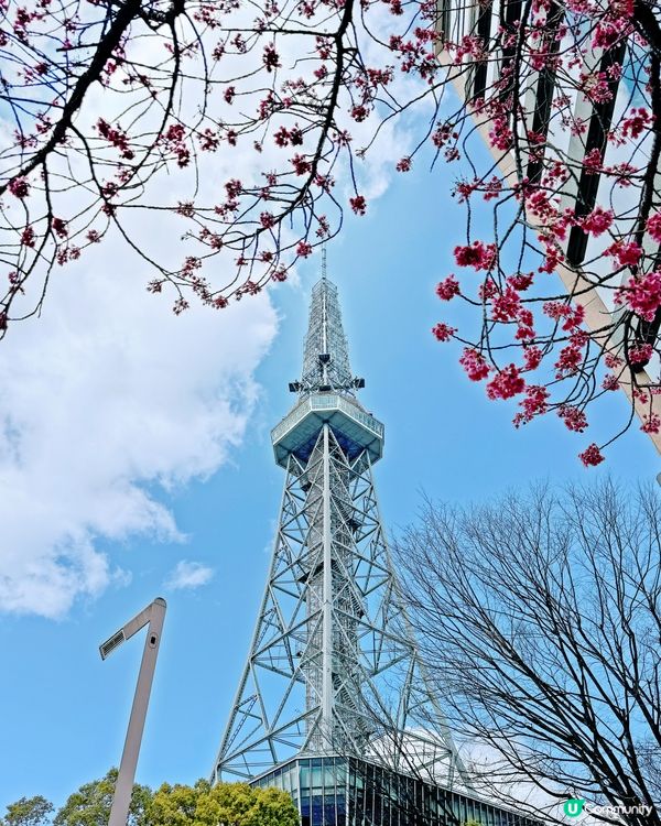 名古屋打卡點！櫻花樹下拍名古屋電視塔