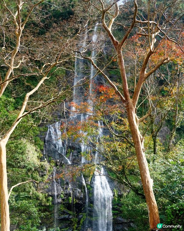【觀光台車直達烏來瀑布】