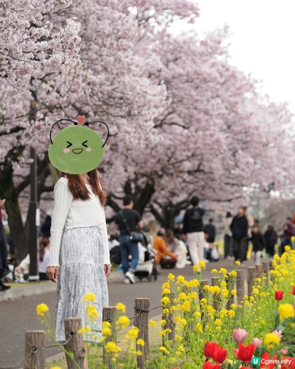 東京賞櫻🌸 蘆花恆春園🌼🌻🌺打卡好去處！