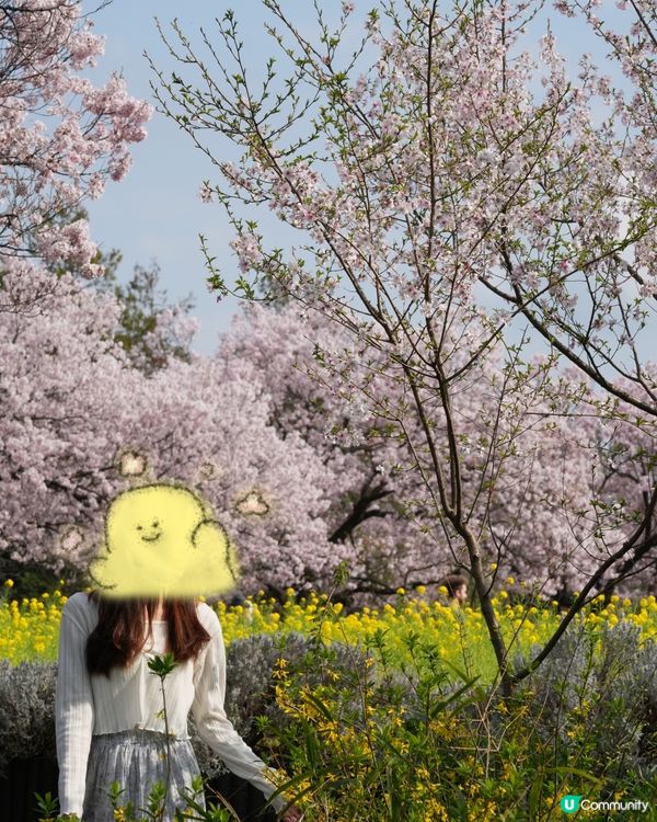 東京賞櫻🌸 蘆花恆春園🌼🌻🌺打卡好去處！