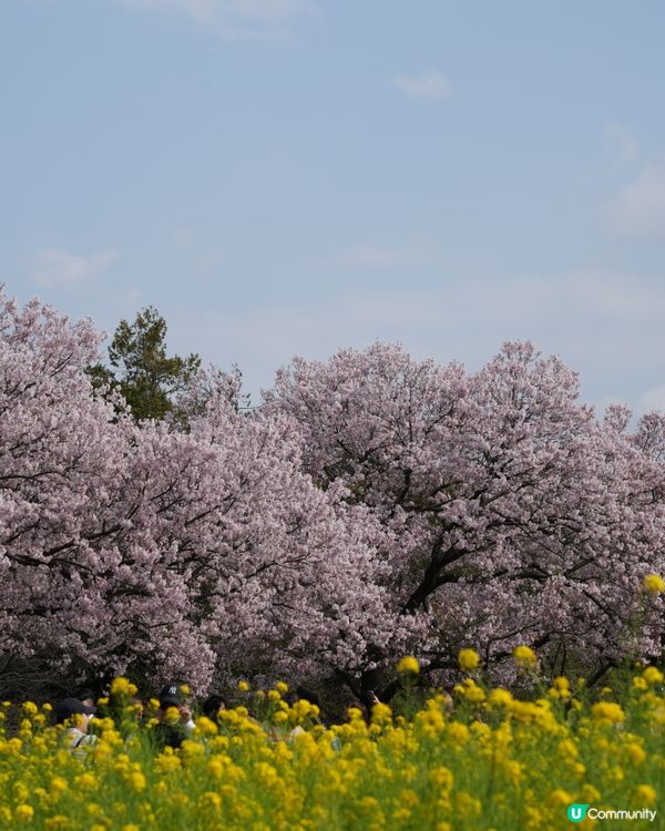 東京賞櫻🌸 蘆花恆春園🌼🌻🌺打卡好去處！