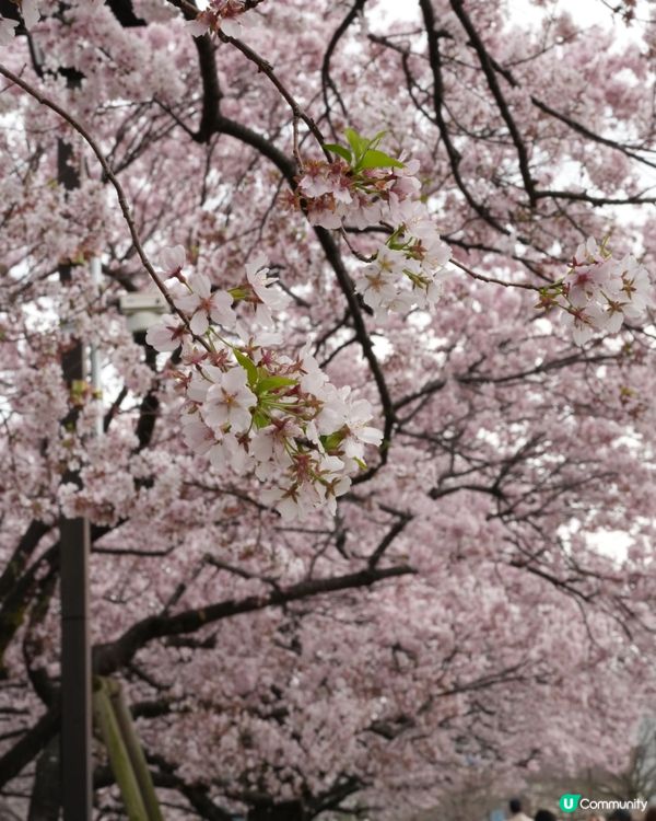 東京賞櫻🌸 蘆花恆春園🌼🌻🌺打卡好去處！