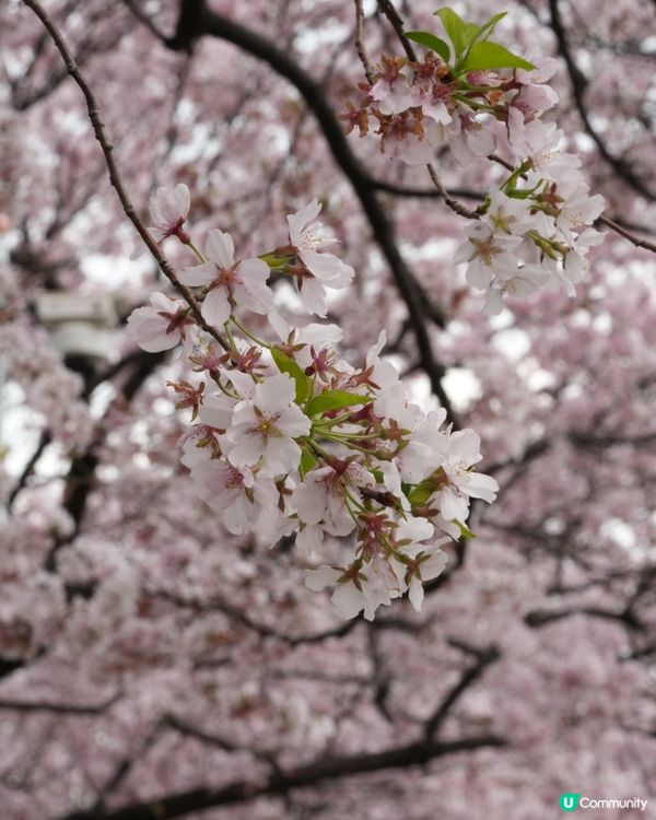 東京賞櫻🌸 蘆花恆春園🌼🌻🌺打卡好去處！