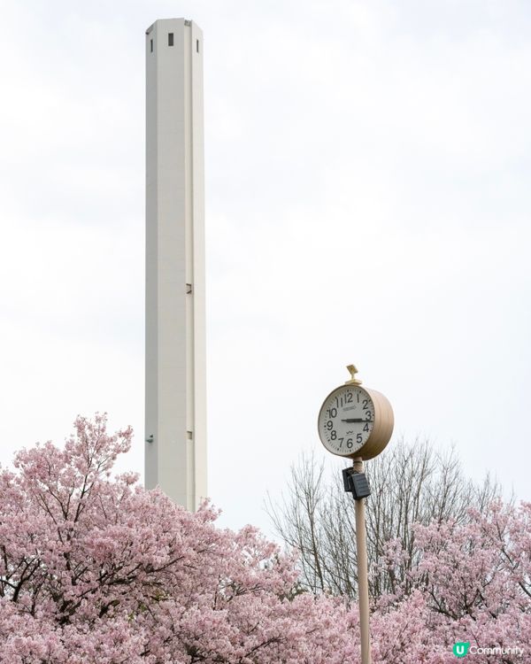 東京賞櫻🌸 蘆花恆春園🌼🌻🌺打卡好去處！