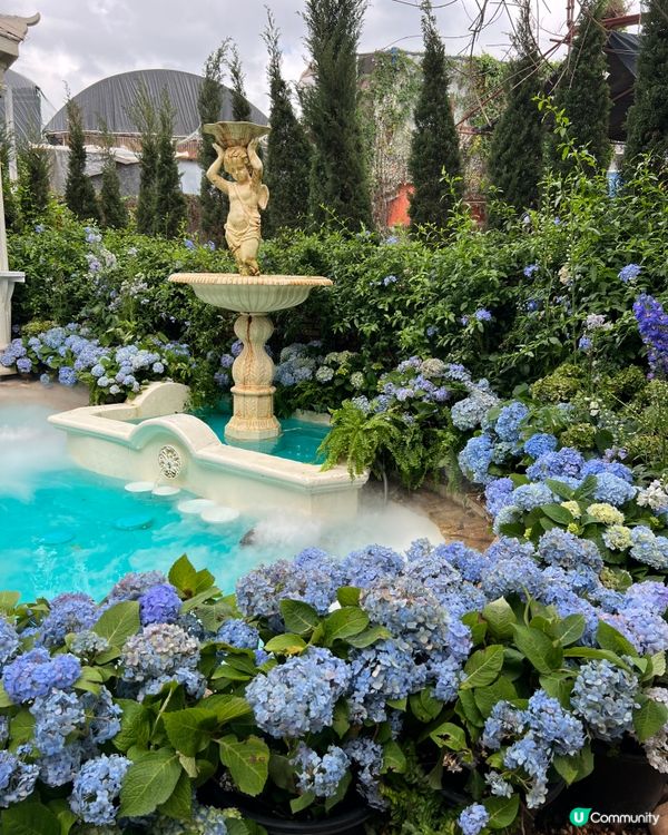 《深圳絕美繡球花咖啡店》