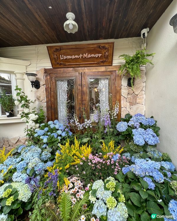 《深圳絕美繡球花咖啡店》