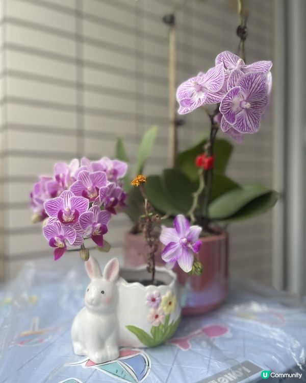 🌹🌻🌺外遊回家看到蘭花綻放🌷🌼🪷🪻