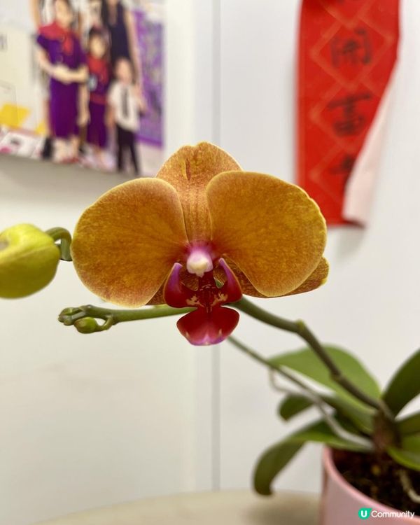 🌹🌻🌺外遊回家看到蘭花綻放🌷🌼🪷🪻