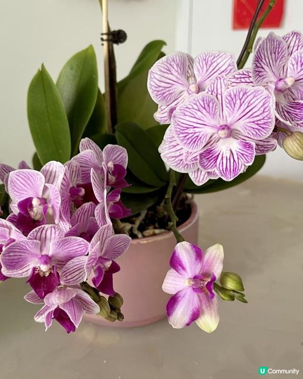 🌹🌻🌺外遊回家看到蘭花綻放🌷🌼🪷🪻