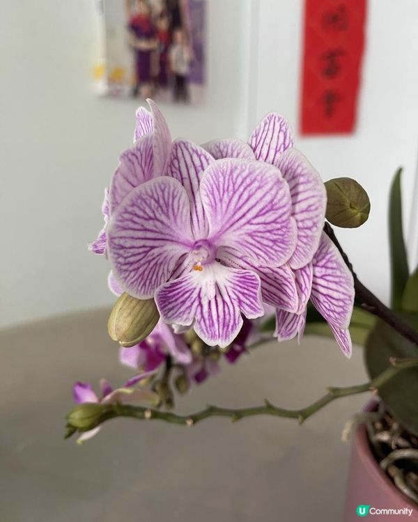 🌹🌻🌺外遊回家看到蘭花綻放🌷🌼🪷🪻