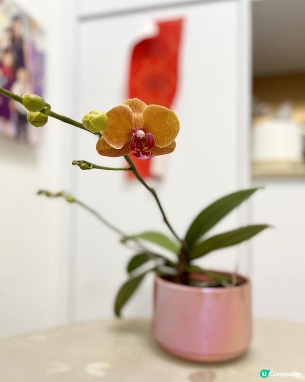 🌹🌻🌺外遊回家看到蘭花綻放🌷🌼🪷🪻