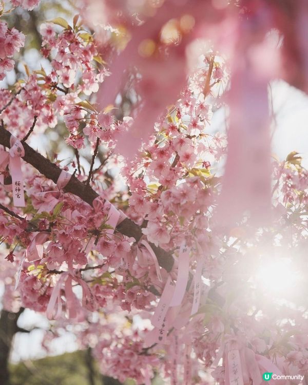 🌸💕粉紅少女心爆發！！