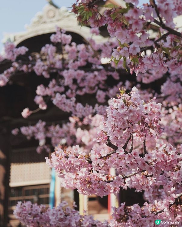 🌸💕粉紅少女心爆發！！