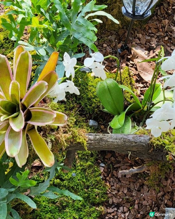 深圳2024粵港澳大灣區花展