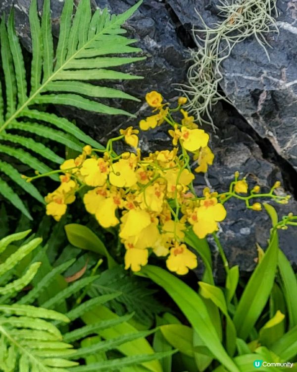 深圳2024粵港澳大灣區花展