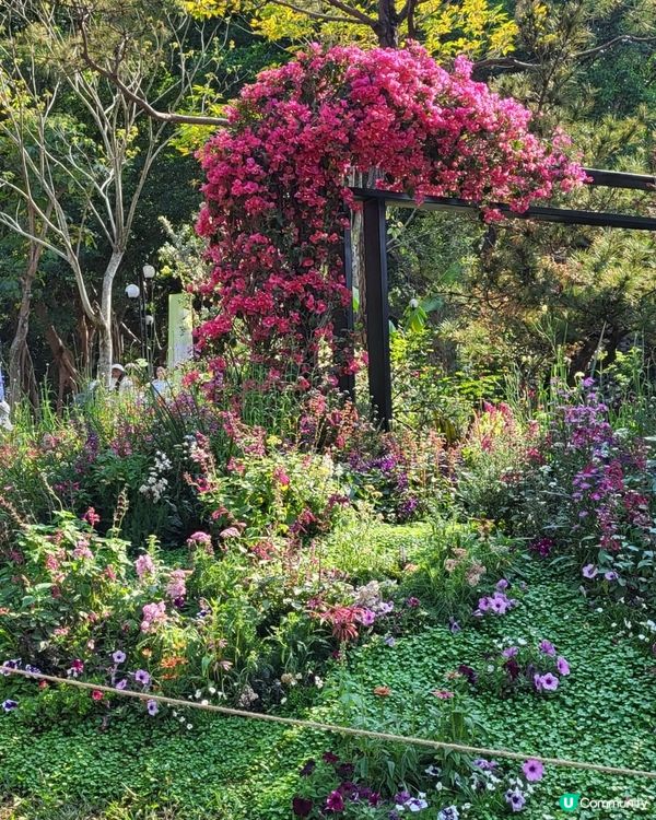 深圳2024粵港澳大灣區花展