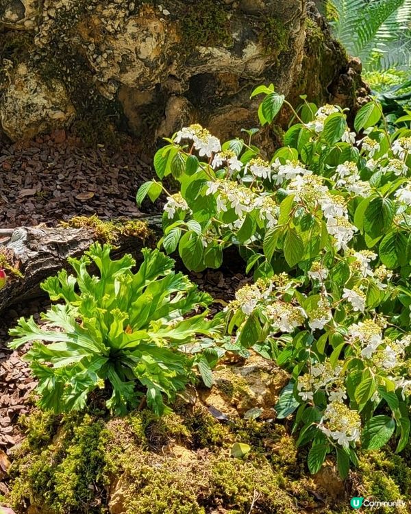 深圳2024粵港澳大灣區花展