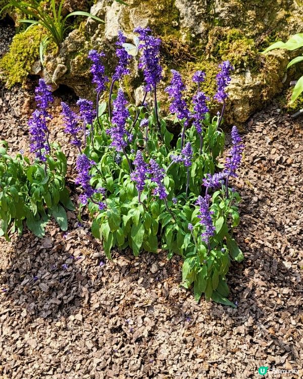 深圳2024粵港澳大灣區花展