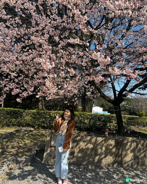 名古屋城櫻花初開