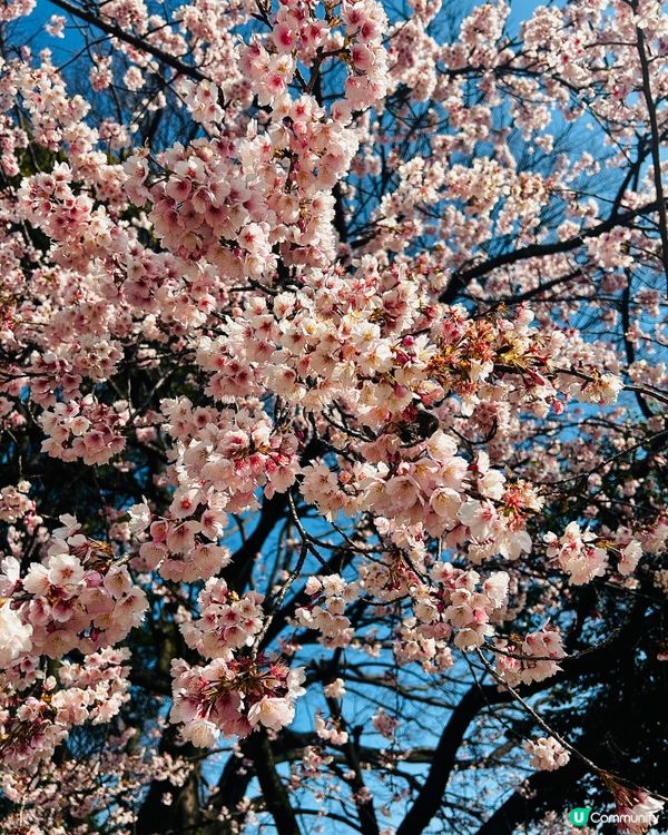 名古屋城櫻花初開