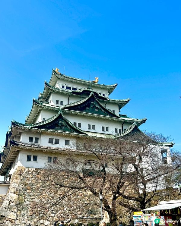 名古屋城櫻花初開