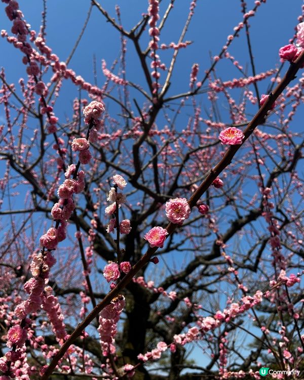 名古屋城櫻花初開