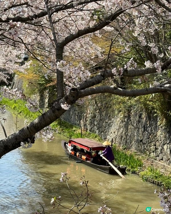 河川x櫻花x遊船🌸近江八幡堀