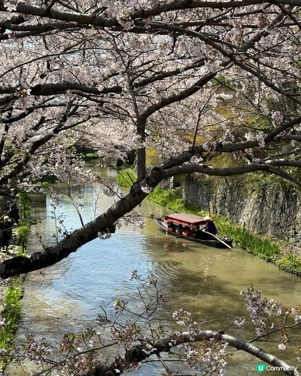 河川x櫻花x遊船🌸近江八幡堀
