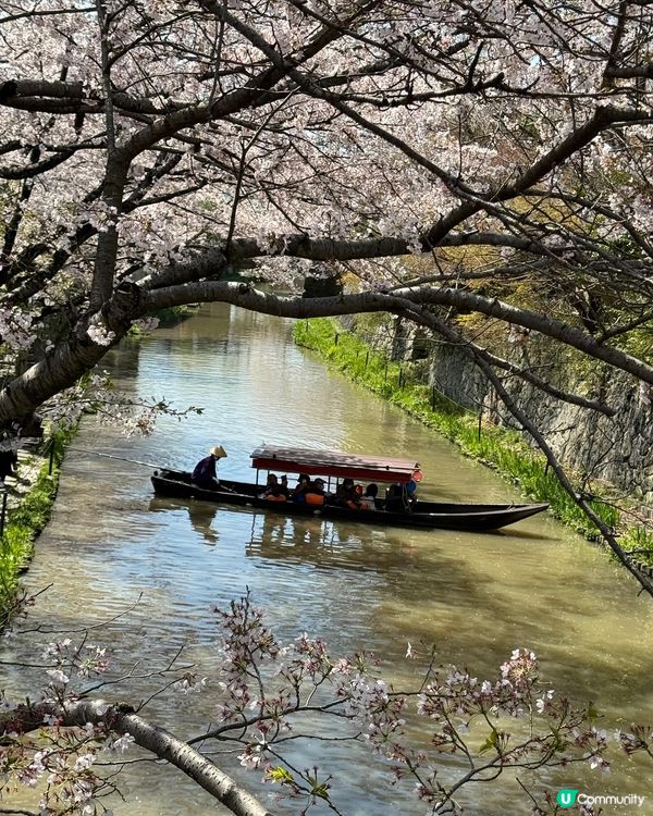 河川x櫻花x遊船🌸近江八幡堀
