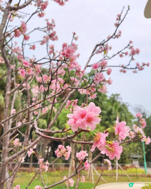 日暈🌞🌈+櫻花🌸🌸🌸@深水埗公園