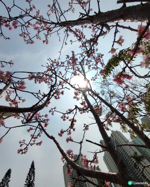 日暈🌞🌈+櫻花🌸🌸🌸@深水埗公園