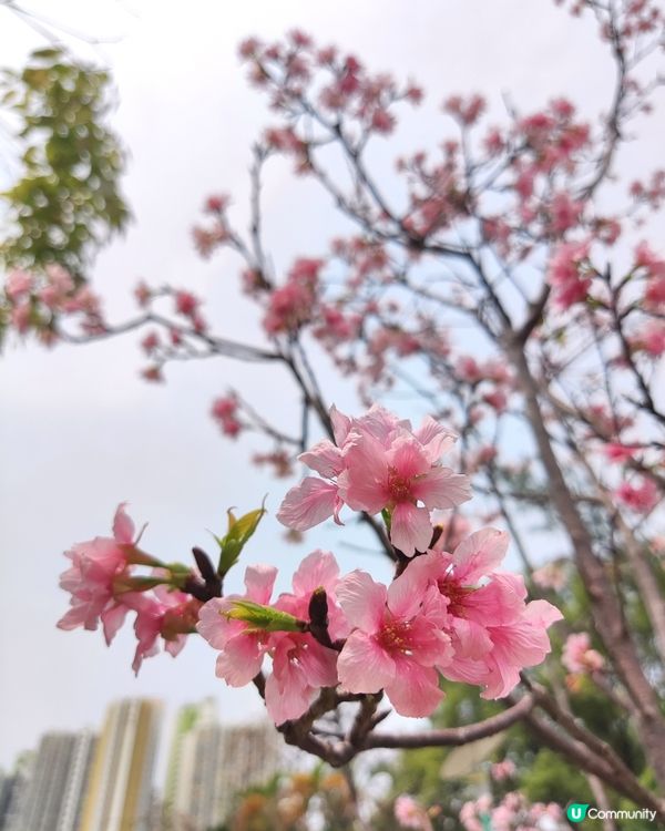 日暈🌞🌈+櫻花🌸🌸🌸@深水埗公園