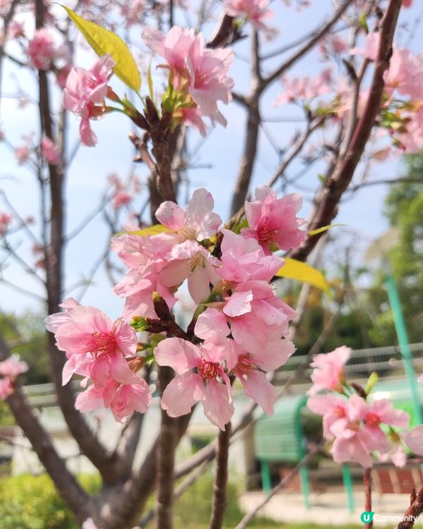 日暈🌞🌈+櫻花🌸🌸🌸@深水埗公園