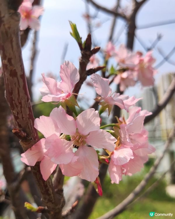 日暈🌞🌈+櫻花🌸🌸🌸@深水埗公園