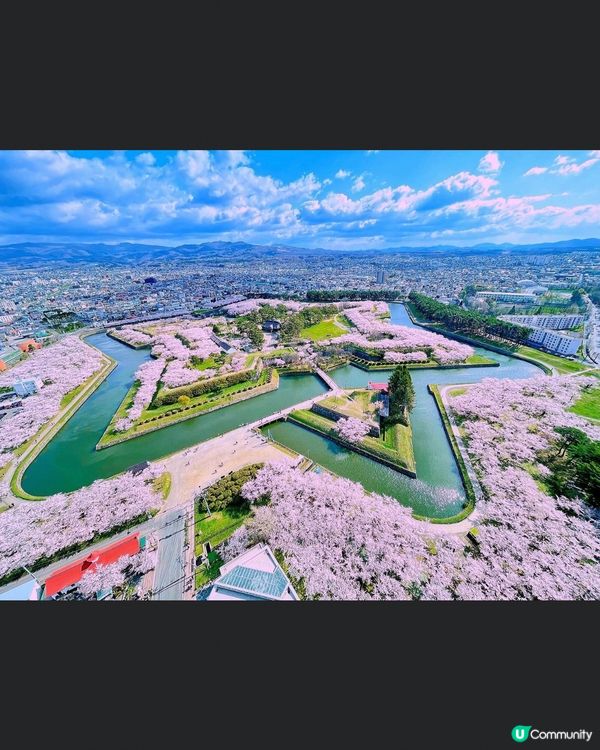 北海道五陵角公園賞櫻花 