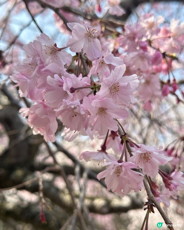北海道五陵角公園賞櫻花 