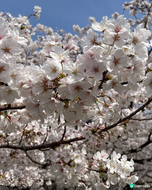 北海道五陵角公園賞櫻花 