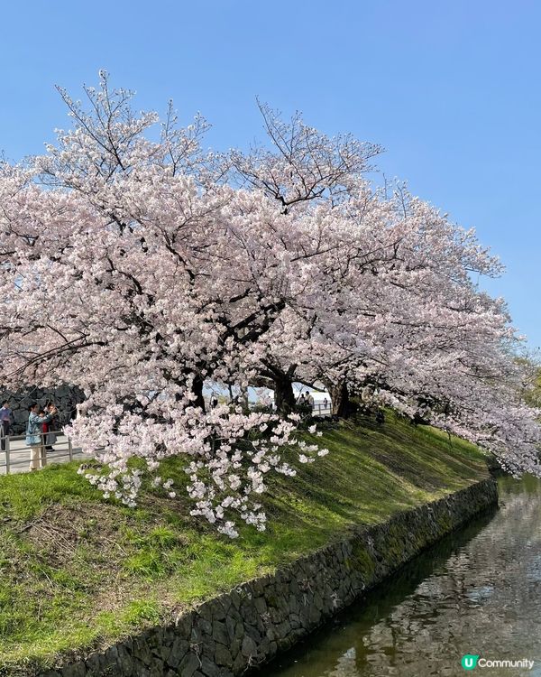 北海道五陵角公園賞櫻花 