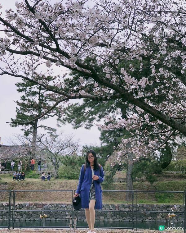 日本賞櫻-宇治超實用攻略