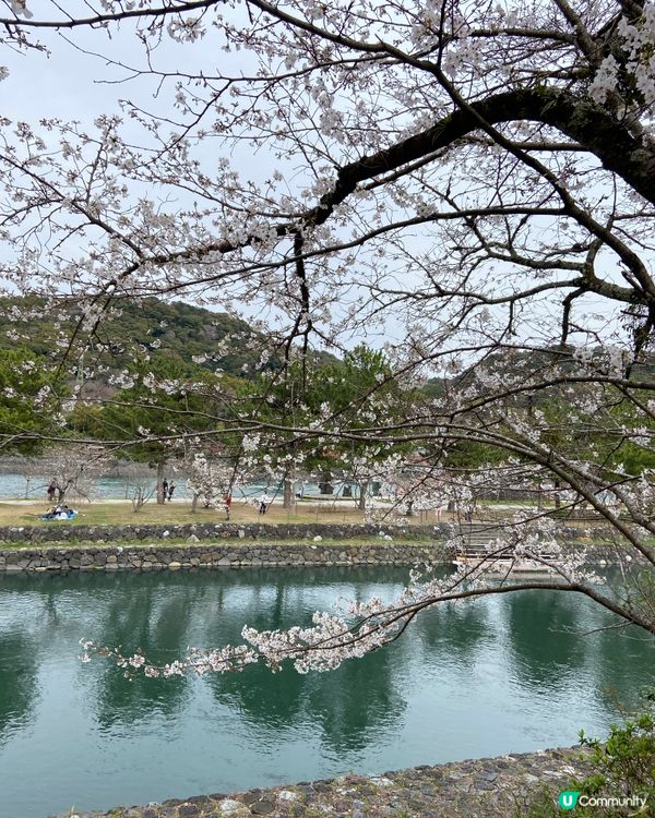 日本賞櫻-宇治超實用攻略