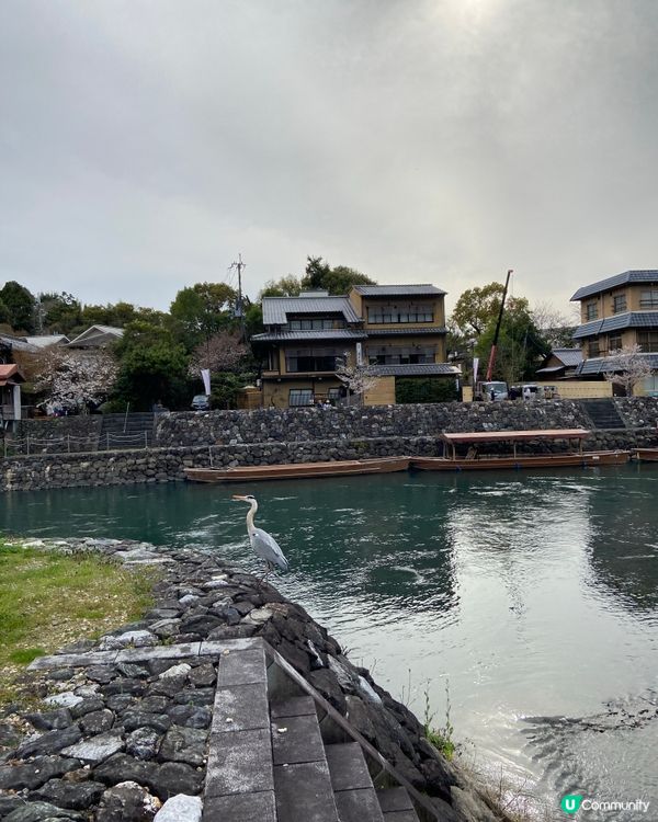 日本賞櫻-宇治超實用攻略