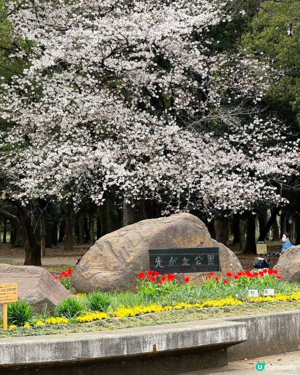 東京賞櫻好去處🌸 光之丘公園🌻🌱🌲