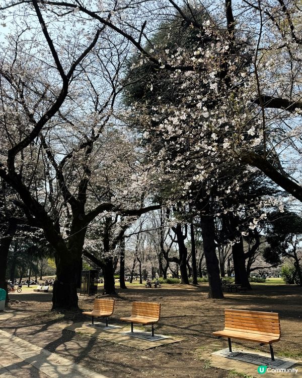 東京賞櫻好去處🌸 光之丘公園🌻🌱🌲