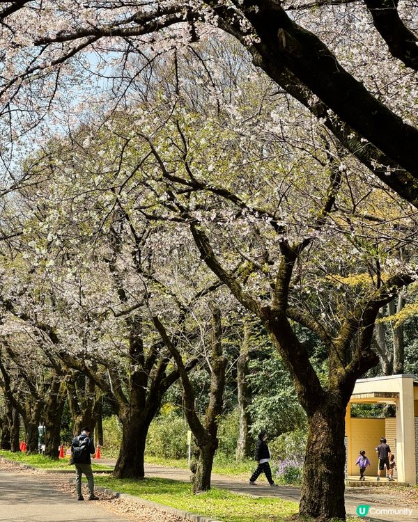 東京賞櫻好去處🌸 光之丘公園🌻🌱🌲