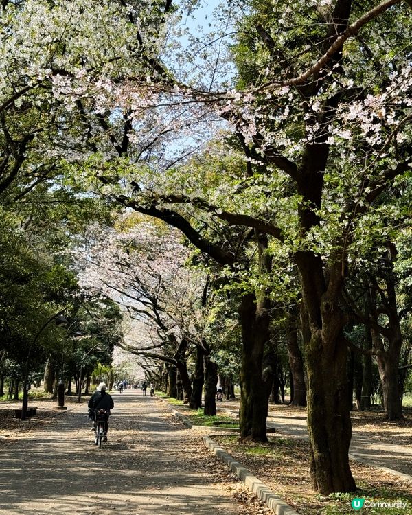 東京賞櫻好去處🌸 光之丘公園🌻🌱🌲
