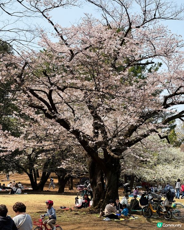 東京賞櫻好去處🌸 光之丘公園🌻🌱🌲