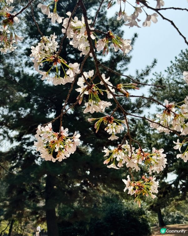 東京賞櫻好去處🌸 光之丘公園🌻🌱🌲