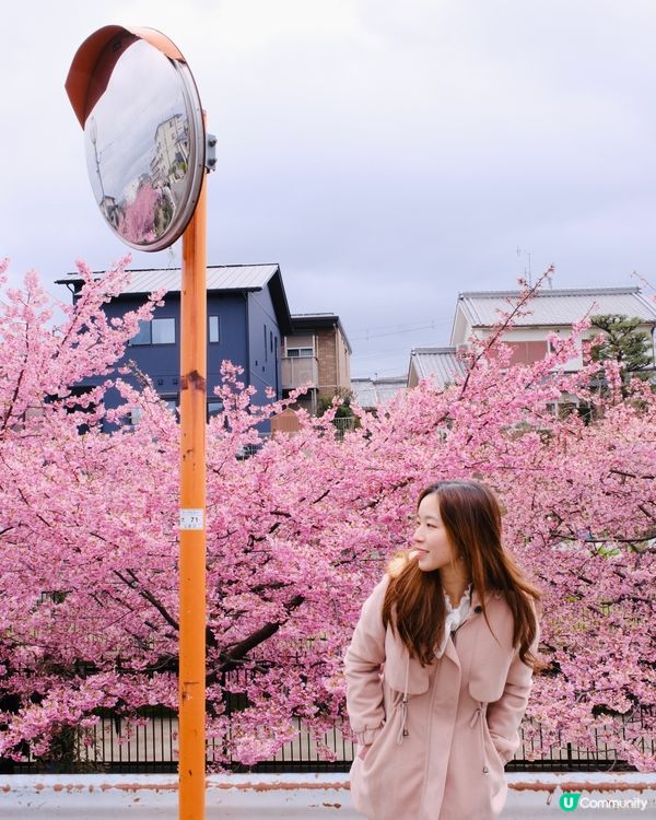 淀水路之河律櫻