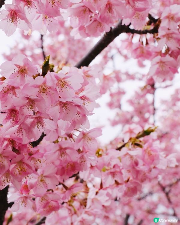 淀水路之河律櫻