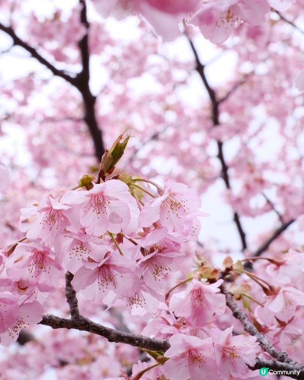 淀水路之河律櫻